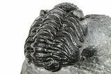 Phacopid (Adrisiops) Trilobite - Jbel Oudriss, Morocco #251639-1